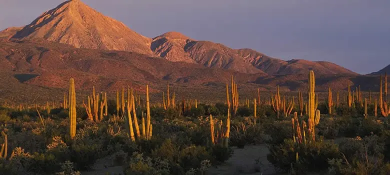 Es el desierto más biodiverso del continente. Foto: Cortesía