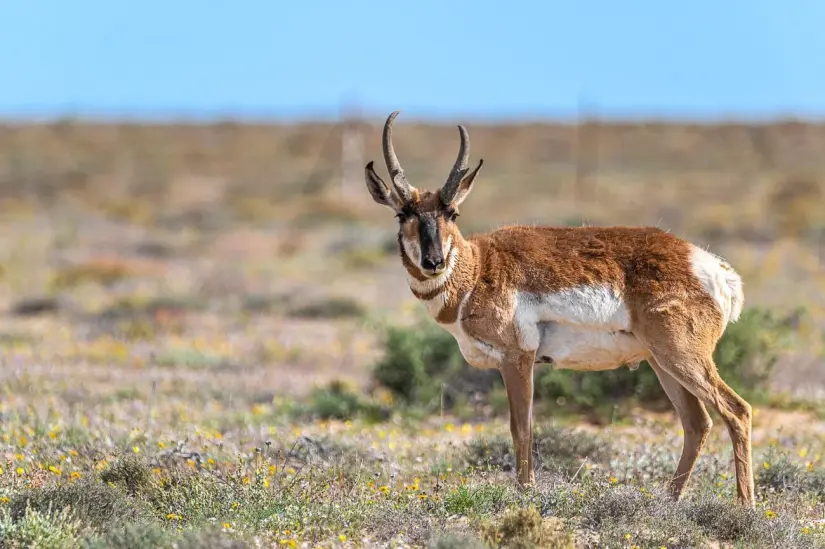 Su flora y fauna se ha adaptado a las condiciones extremas. Foto: Cortesía
