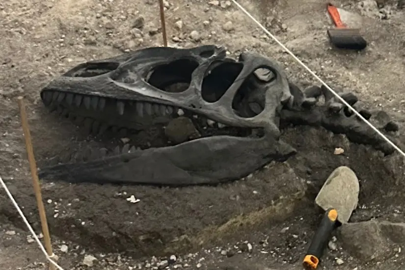 imagen recuadro Restos fósiles en exhibición dentro del Museo del Meteorito de Progreso.