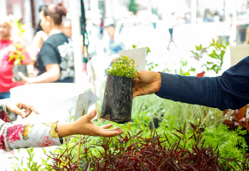 Plantas gratis en Aguascalientes, frente a las instalaciones del Ayuntamiento. Foto: Cortesía