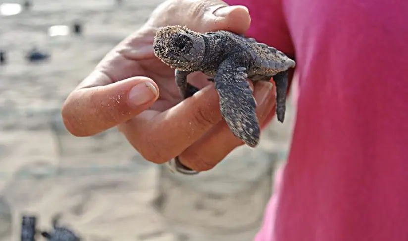 Conoce cómo puedes participar en la liberación de tortugas en Los Cabos. Foto: Freepik. Conoce cómo puedes participar en la liberación de tortugas en Los Cabos. Foto: Freepik.