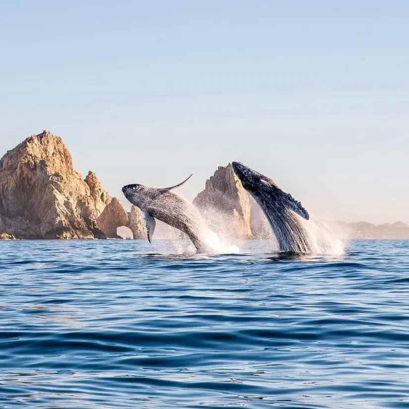 Avistamiento de ballenas en Baja California. Avistamiento de ballenas en Baja California.