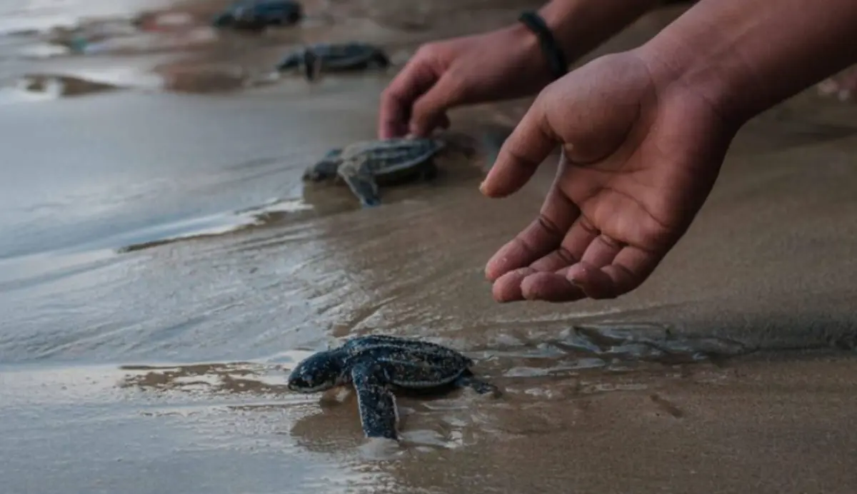Estos son todos los detalles acerca de la liberación de tortugas en Los Cabos. Foto: Freepik.