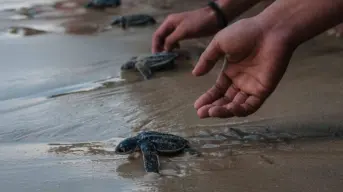 ¿Dónde liberar tortugas de manera gratuita en Los Cabos?