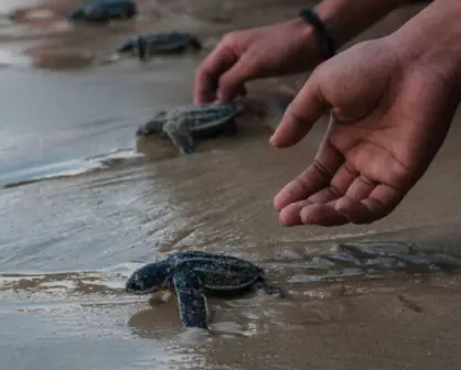 ¿Dónde liberar tortugas de manera gratuita en Los Cabos?