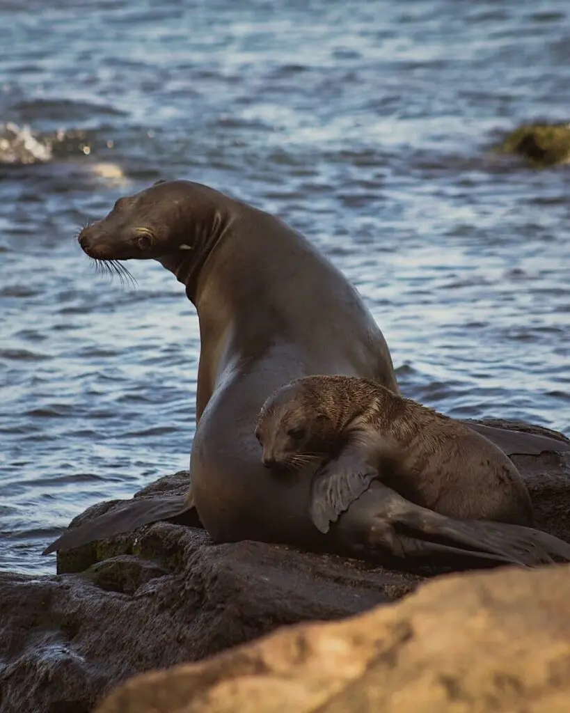 ¡Explora La Lobera! una maravilla natural escondida en San Quintín, Baja California Este espacio es rico en fauna, siendo uno de los atractivos más llamativos. Foto: Cortesía