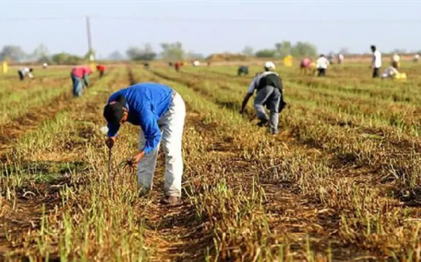 Protege el cultivo y ganado en esta canícula 2025. Foto: cortesía Protege el cultivo y ganado en esta canícula 2025. Foto: cortesía.
