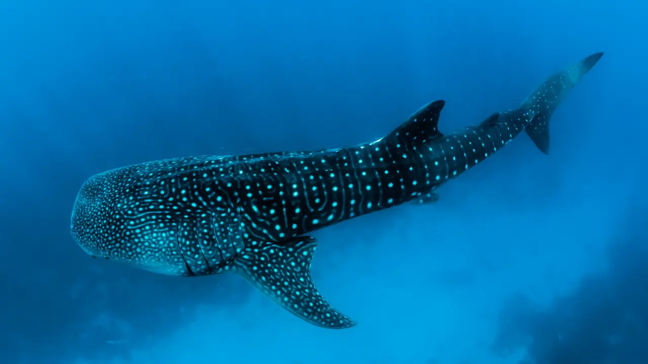 Estos son todos los detalles acerca del tiburón ballena en Baja California. Foto: Unsplash.