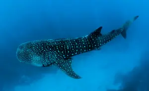 Captan a cría de tiburón ballena en Baja California y el video se hace viral
