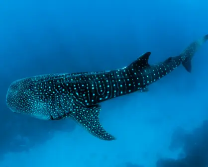 Captan a cría de tiburón ballena en Baja California y el video se hace viral