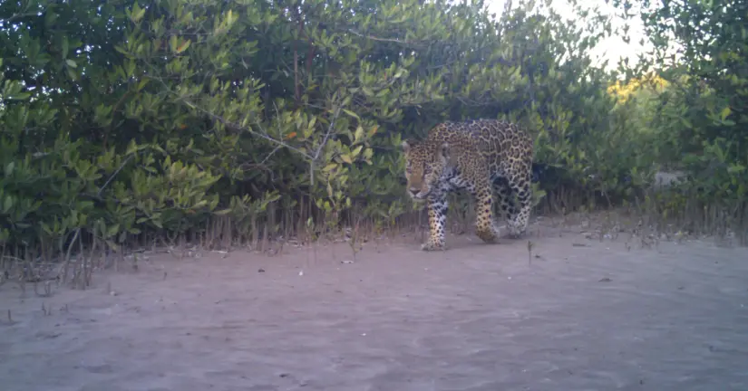 En 2013 se hallaron los primeros jaguares. Foto: La Papalota