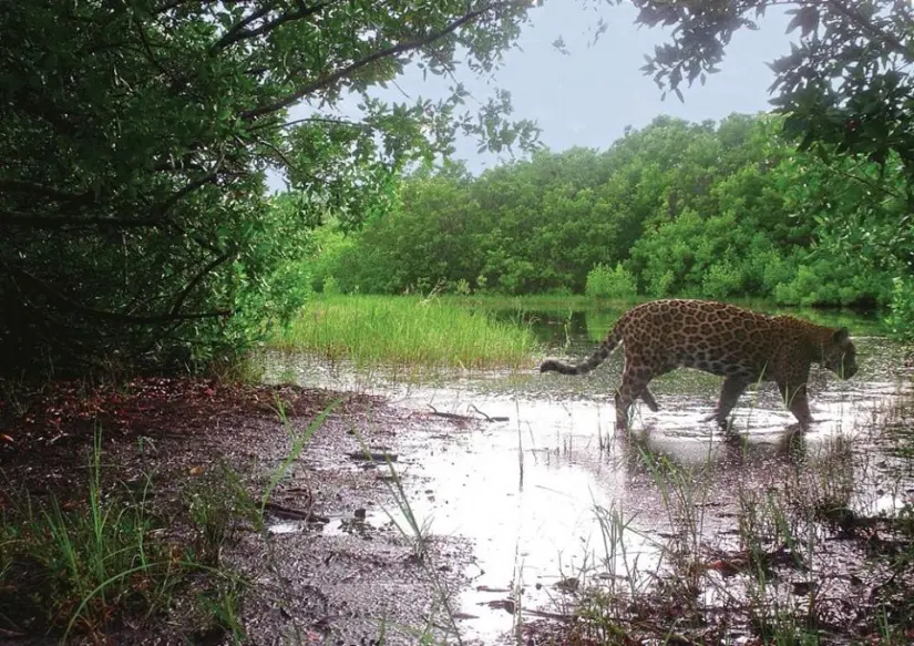 Se utiliza tecnología de punta para dar un seguimiento de los animales. Foto: Cortesía