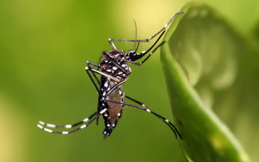 Investigadores de la UAS buscan a través de modelos biológicos obtener diagnósticos certeros en enfermedades como dengue, zika y otras virosis