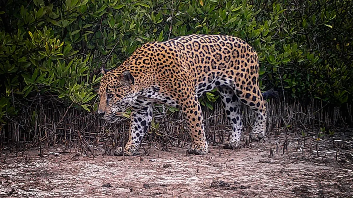 La Papalota es el primer sitio particular declarado Área Natural Protegida. Foto: WIRED