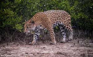 La Papalota: Antes tierra ganadera ahora un hogar para el jaguar en Nayarit