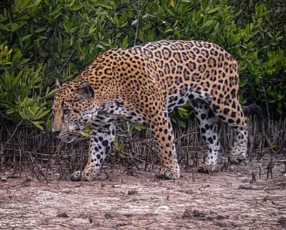 La Papalota: Antes tierra ganadera ahora un hogar para el jaguar en Nayarit