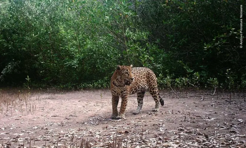 Todo cambió con el hallazgo del primer jaguar. Foto: Pronatura Noroeste