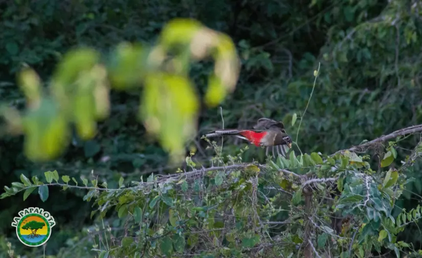 Actualmente es un importante precinto por recopilar tres ecosistemas. Foto: Pronatura Noroeste