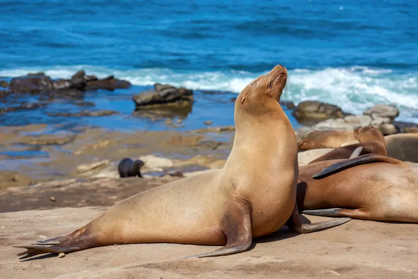 Conoce todos los detalles acerca de La Lobera, en Baja California. Foto: Freepik. 