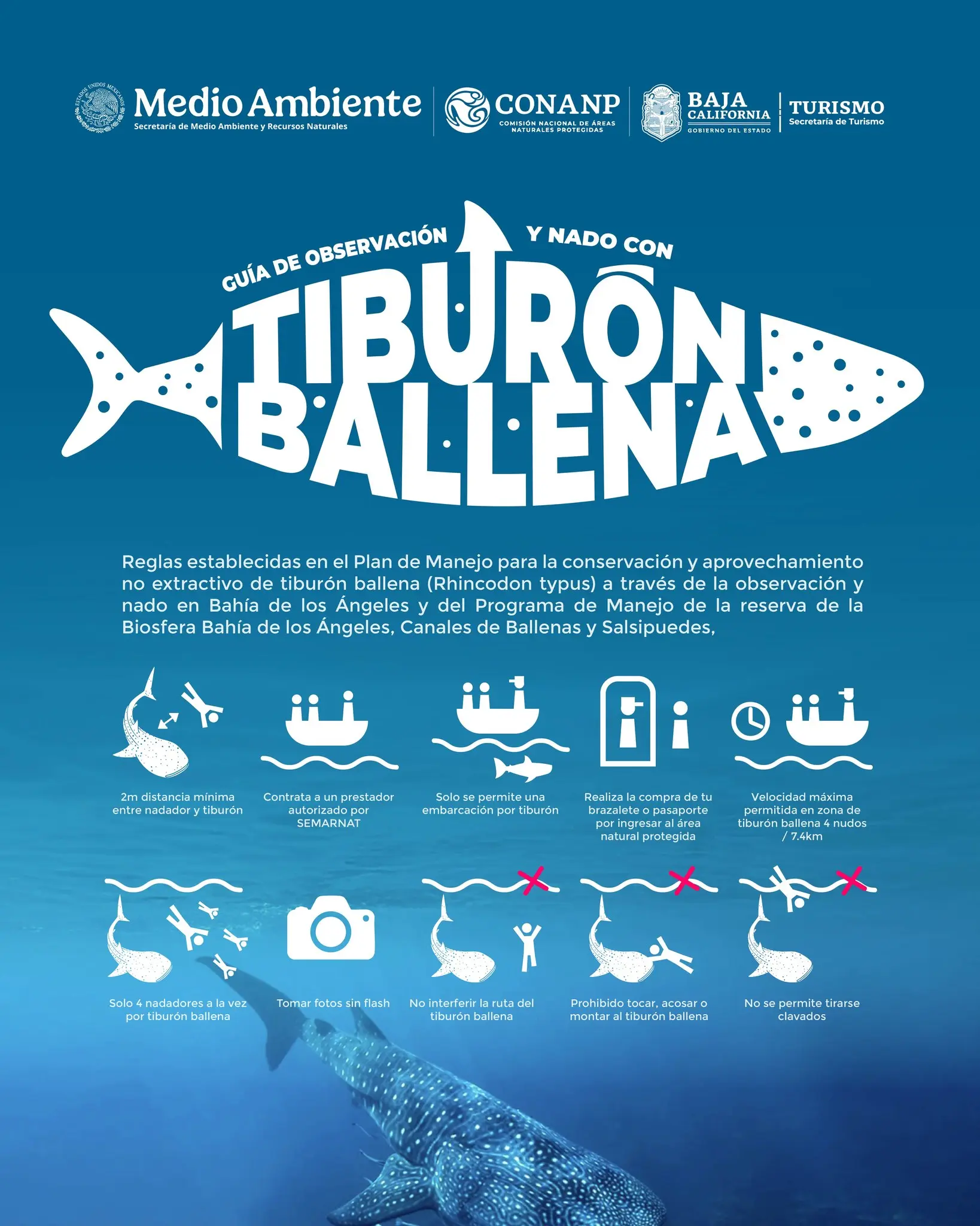Se debe observar a los tiburones ballena con mucha responsabilidad. Foto: Cortesía. Se debe observar a los tiburones ballena con mucha responsabilidad. Foto: Cortesía.
