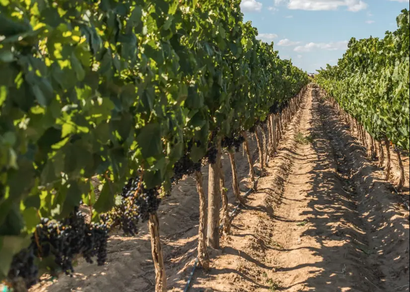 Viñedo de Cava Quintanilla. Foto: Facebook Cava Quintanilla.