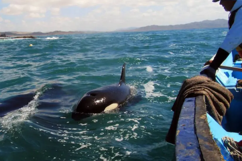 Evita tocar a las orcas y mantener una distancia prudente. Foto: cortesía Evita tocar a las orcas y mantener una distancia prudente. Foto: Cortesía.