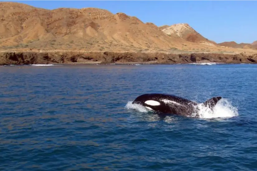 La mejor temporada para ver orcas en Baja California Sur es de noviembre hasta abril. Foto: cortesía La mejor temporada para ver orcas en Baja California Sur es de noviembre hasta abril. Foto: Cortesía.