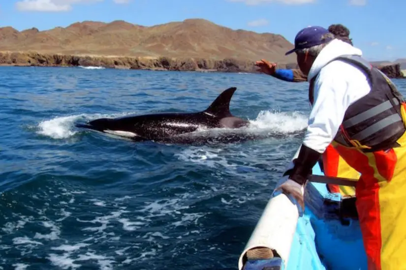 Elige a operadores turísticos certificados cuando vaya a ver las orcas en Baja California Sur. Foto: cortesía Elige a operadores turísticos certificados cuando vaya a ver las orcas en Baja California Sur. Foto: Cortesía.