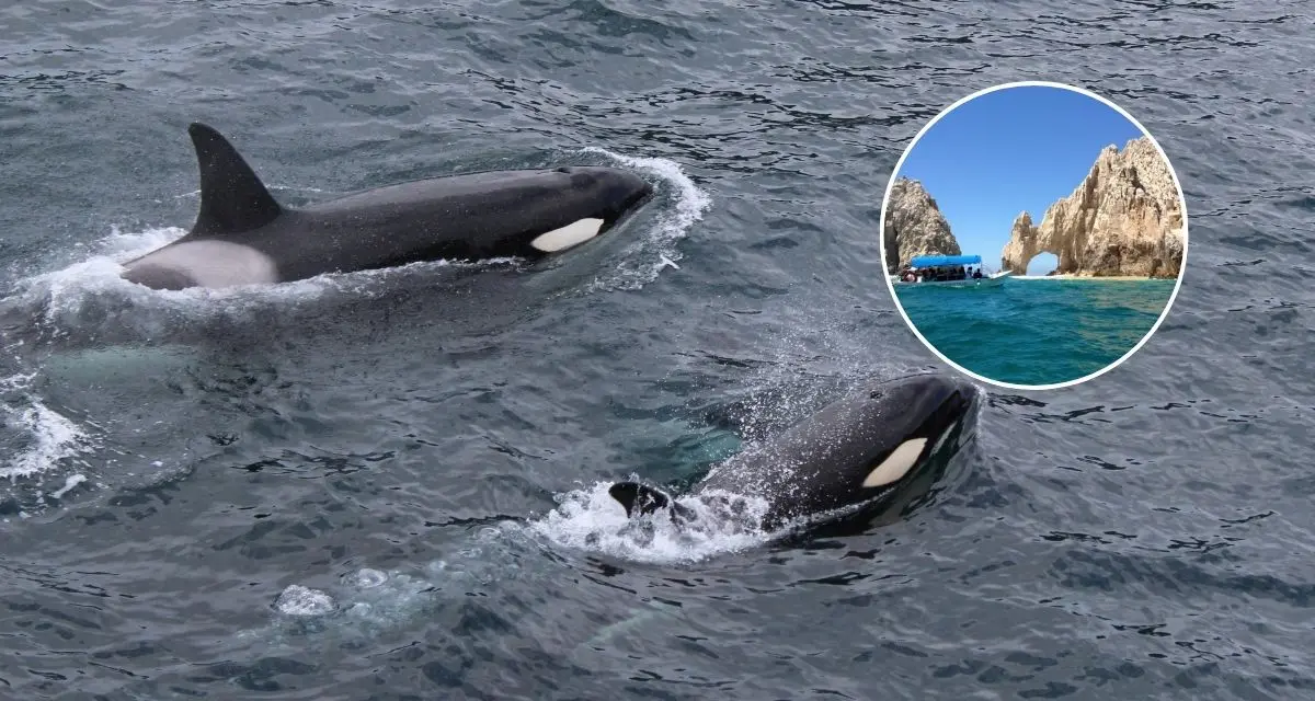 Aquí te dejamos algunas recomendaciones para ver orcas de manera segura. Foto: Cortesía