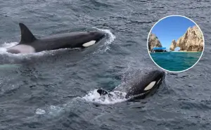 Orcas en Baja California Sur: Conoce la mejor temporada para verlas