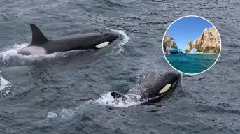 Orcas en Baja California Sur: Conoce la mejor temporada para verlas