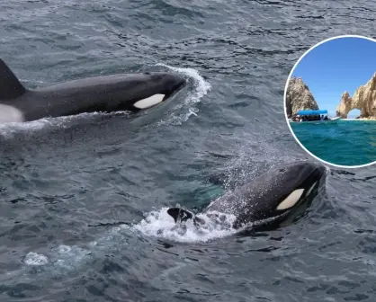 Orcas en Baja California Sur: Conoce la mejor temporada para verlas