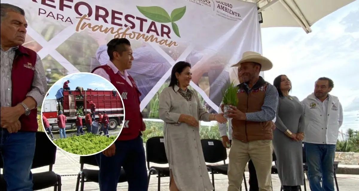 Conoce más detalles del programa de reforestación de mil hectáreas en Hidalgo. Foto: Cortesía