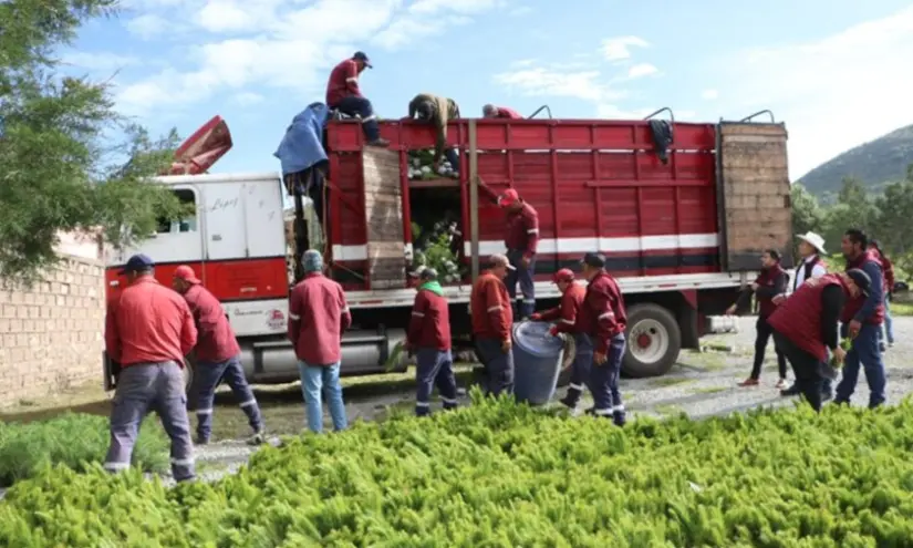 Hidalgo recibe más de 377 mil plantas como parte de un programa de reforestación. Foto: cortesía Hidalgo recibe más de 377 mil plantas como parte de un programa de reforestación. Foto: Cortesía.