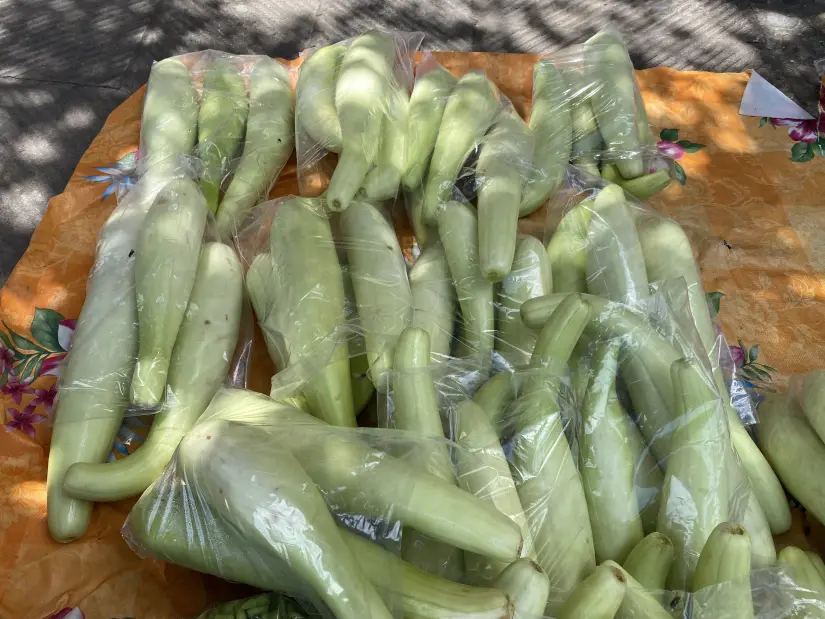 Venta de pepino blanco en San Ignacio, Foto: Yolanda Tenorio.