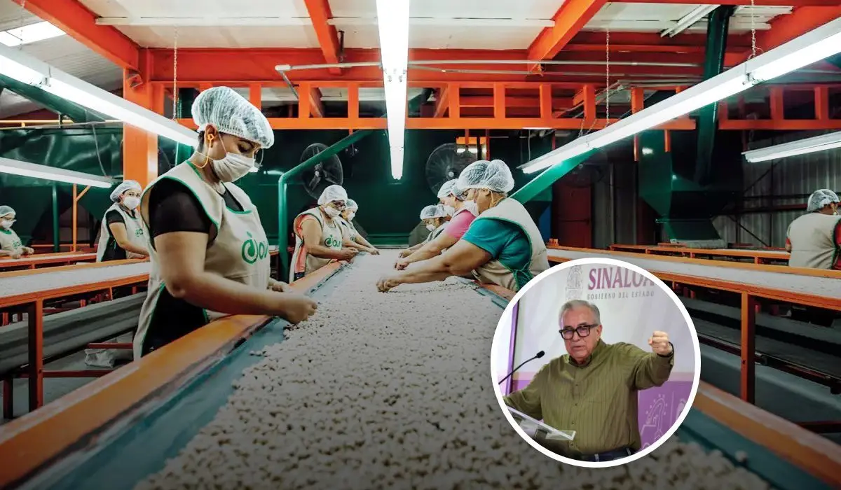 Colocan 190 mil toneladas de garbanzo de Sinaloa en los mercados de Arabia Saudita y Turquía