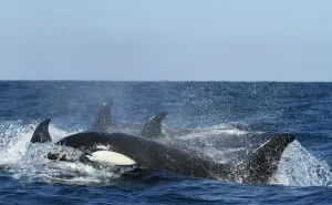 ¿Cuánto cuesta nadar con orcas en Baja California Sur en 2025?
