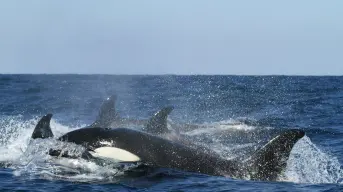 ¿Cuánto cuesta nadar con orcas en Baja California Sur en 2025?