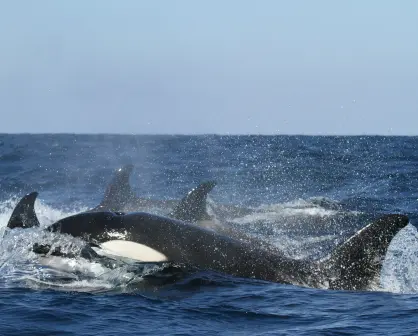 ¿Cuánto cuesta nadar con orcas en Baja California Sur en 2025?
