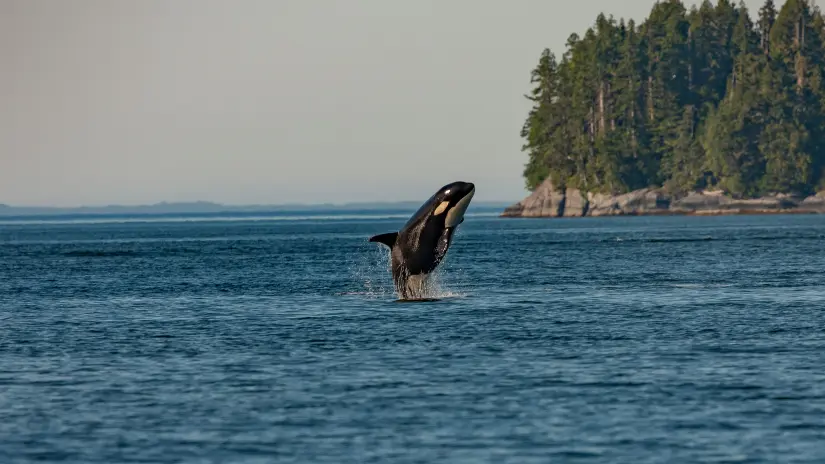 Estos son los lugares donde puedes nadar con orcas en Baja California Sur. Foto: Unsplash. Estos son los lugares donde puedes nadar con orcas en Baja California Sur. Foto: Unsplash.