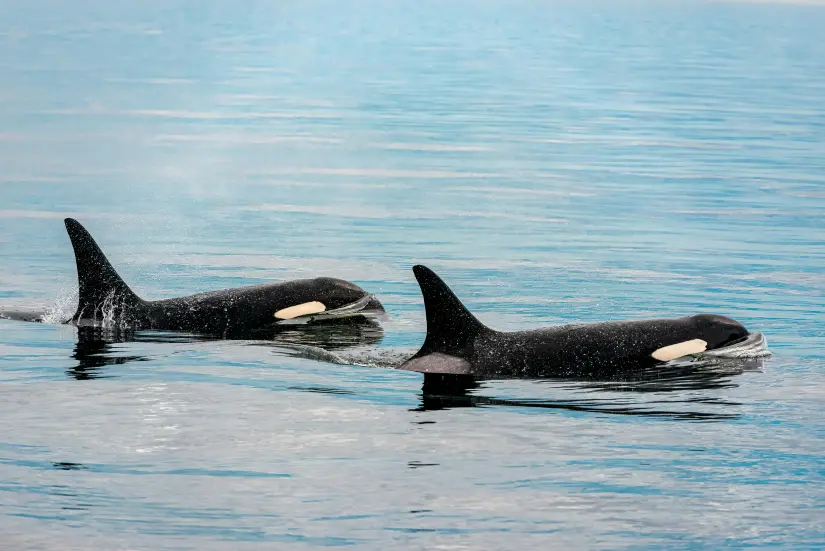 Estos son los costos que puede tener el nado con orcas. Foto: Unsplash. Estos son los costos que puede tener el nado con orcas. Foto: Unsplash.