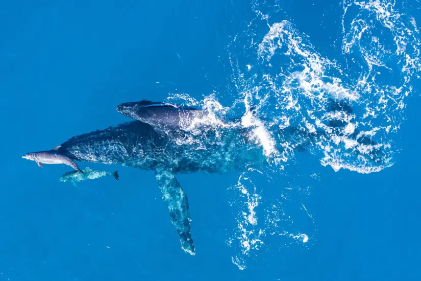 Es importante seguir el reglamento para el nado con orcas. Foto: Freepik. Es importante seguir el reglamento para el nado con orcas. Foto: Freepik.