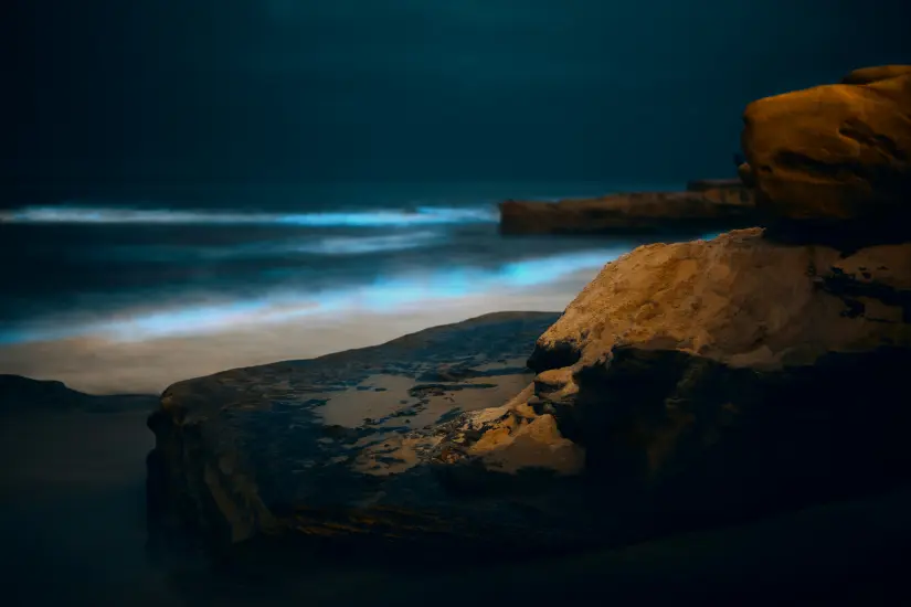 Conoce dónde puedes ver la bioluminiscencia en Baja California Sur. Foto: Unsplash. 
