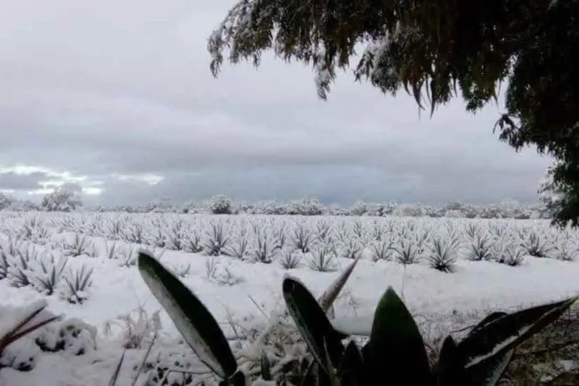 Guadalajara se vistió de blanco hace casi 30 años. Foto: Cortesía