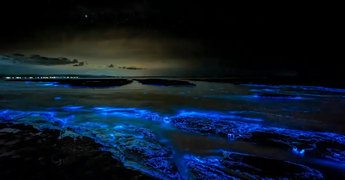 Playas con bioluminiscencia en Baja California Sur; ¿cuál es la mejor fecha para visitarlas?