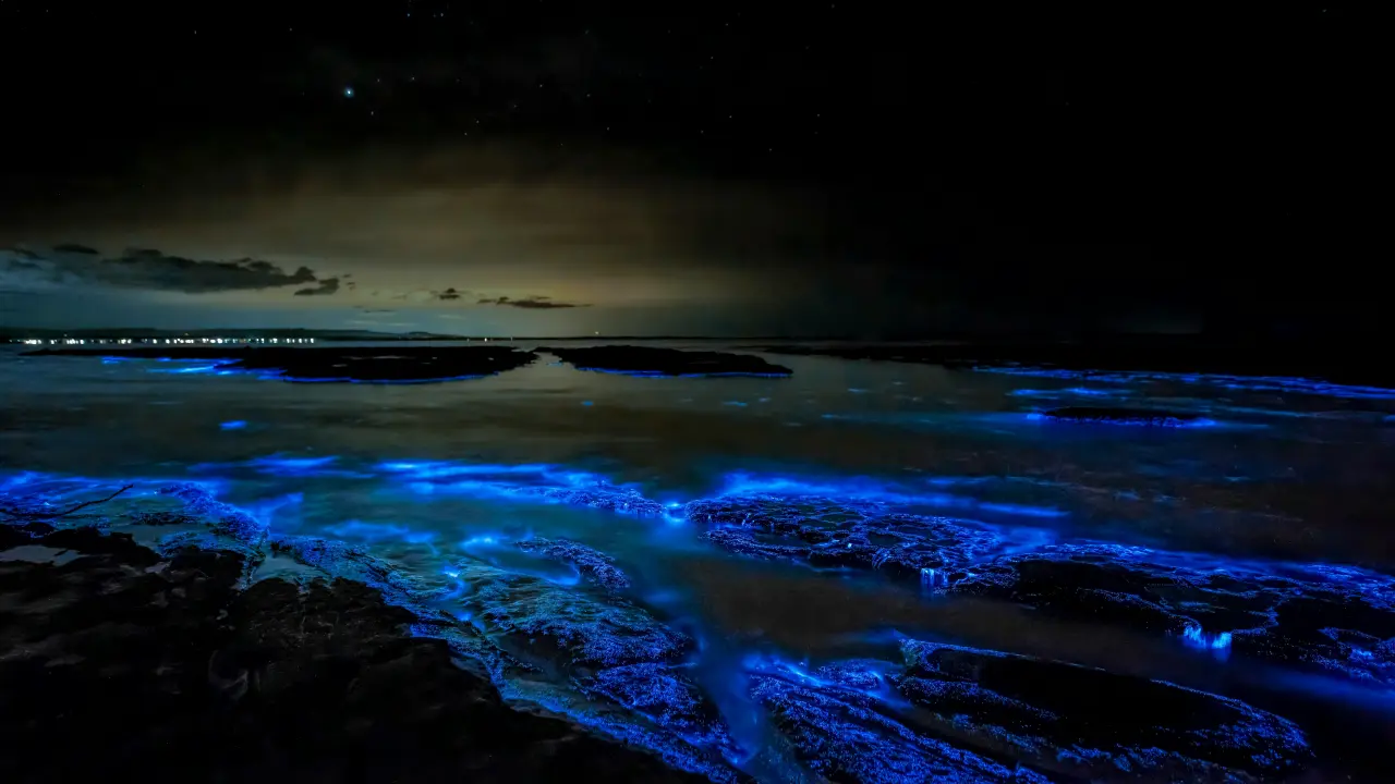 Estas son las playas de Baja California Sur en donde puedes presenciar la bioluminiscencia. Foto: Unsplash.