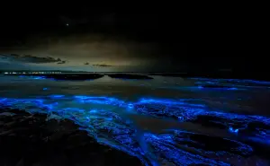 Playas con bioluminiscencia en Baja California Sur; ¿cuál es la mejor fecha para visitarlas?