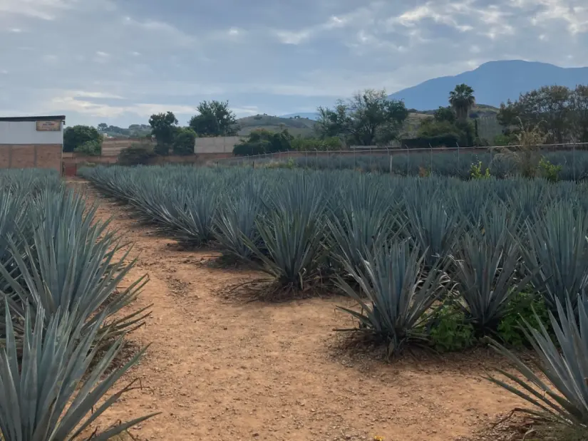 Entrada al mirador de plantación de agave azul en Tequila. Jalisco