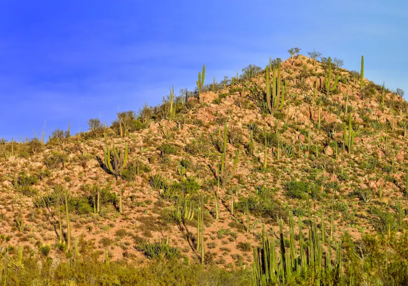 Conoce todo acerca del Valle de los Cirios, en Baja California. Foto: Cortesía. 