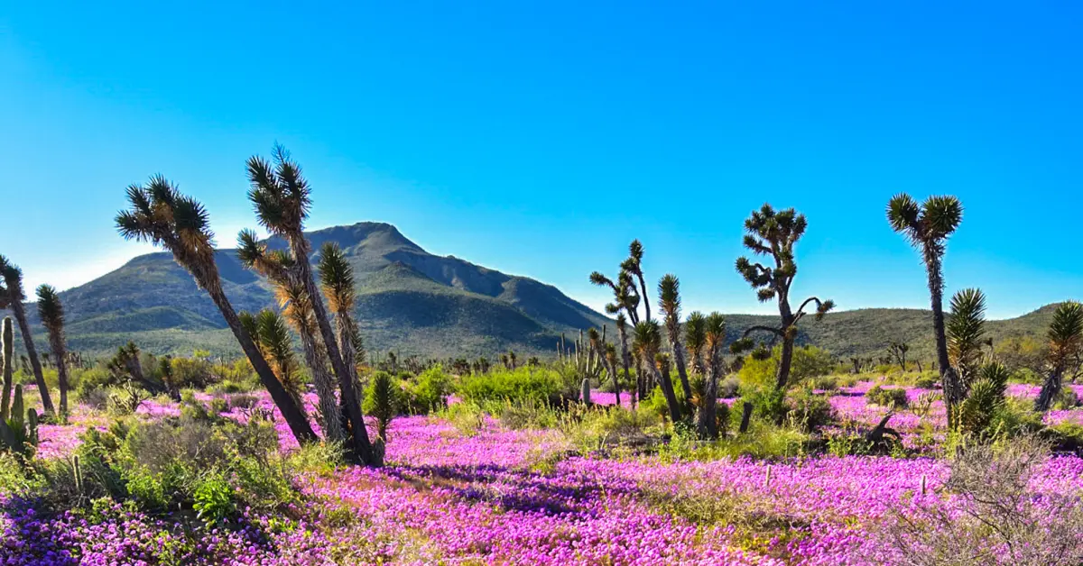 Valle de los Cirios, uno de los tesoros naturales más bonitos de Baja California; qué hacer